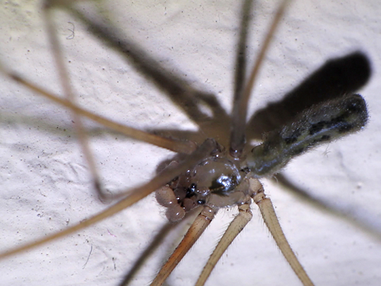 Pholcus phalangioides, Große Zitterspinne