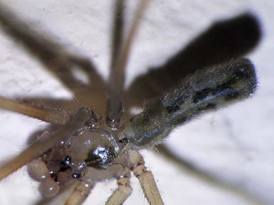 Pholcus phalangioides, Große Zitterspinne