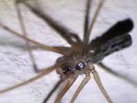 Pholcus phalangioides, Große Zitterspinne
