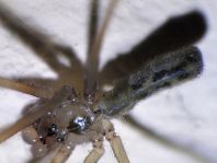 Pholcus phalangioides, Große Zitterspinne