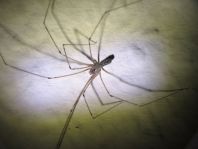 Pholcus phalangioides, Große Zitterspinne