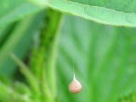 Theridiosoma gemmosum, Kokon