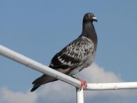 Tauben unterwegs