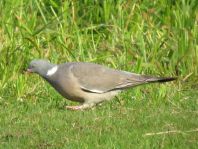 Ringeltaube, Columba palumbus