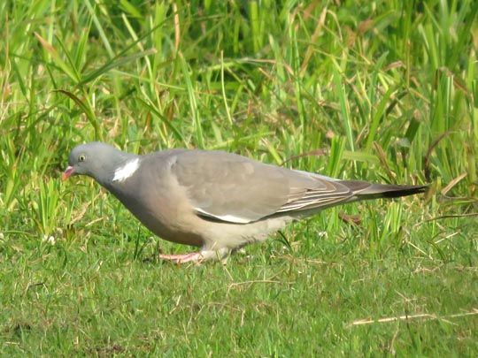 Ringeltaube, Columba palumbus
