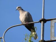 Türkentaube, Streptopelia decaocto