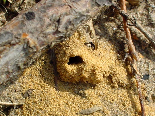 Nest der Kotwespe, Mellinus arvensis