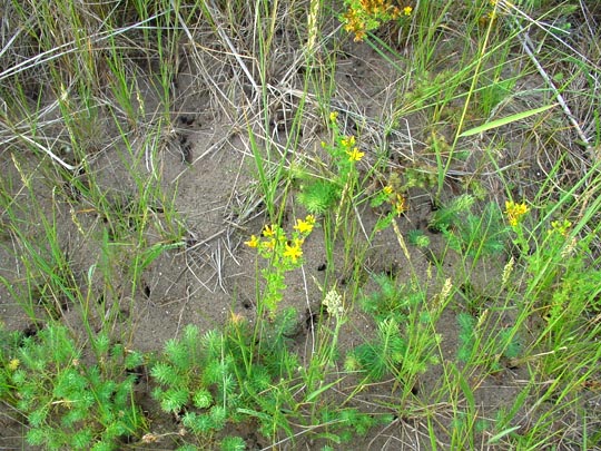 Erdhummel