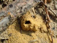 Nest der Kotwespe, Mellinus arvensis