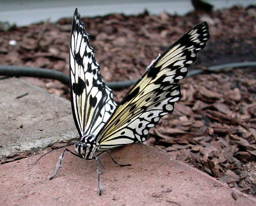 tropische Schmetterlinge