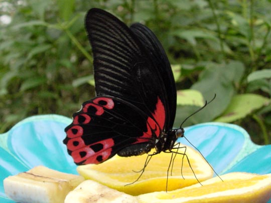 tropische Schmetterlinge