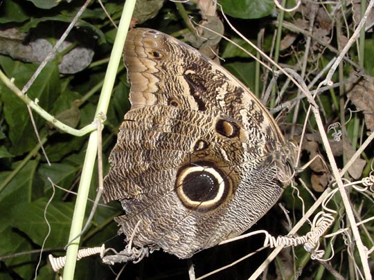 tropische Schmetterlinge