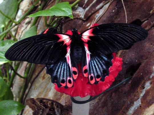 tropische Schmetterlinge