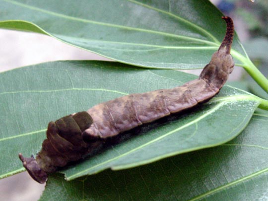 tropische Schmetterlinge