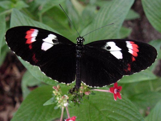 tropische Schmetterlinge