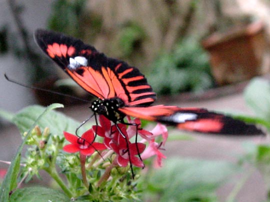 tropische Schmetterlinge