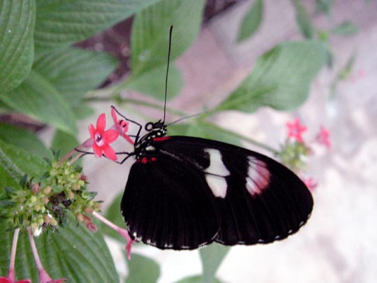 tropische Schmetterlinge