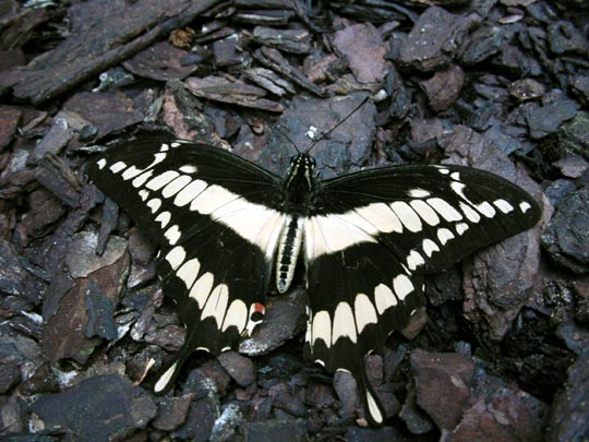 tropische Schmetterlinge
