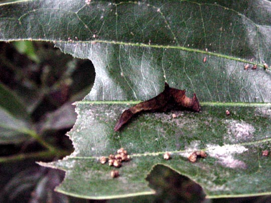tropische Schmetterlinge