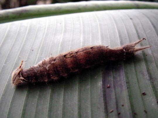 tropische Schmetterlinge