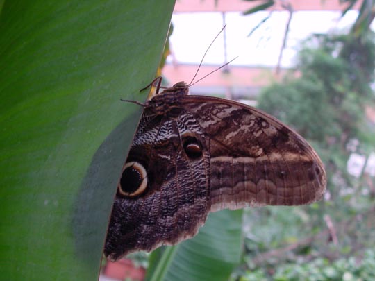 tropische Schmetterlinge