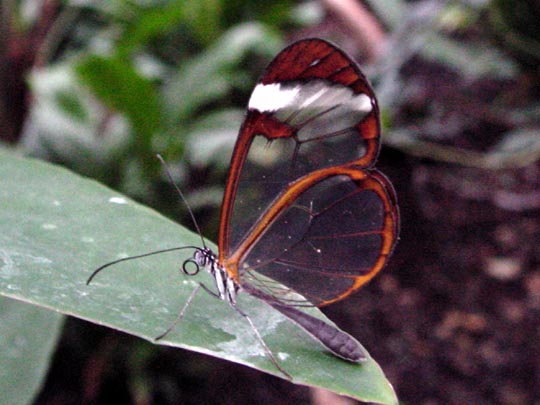 tropische Schmetterlinge