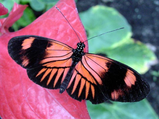 tropische Schmetterlinge