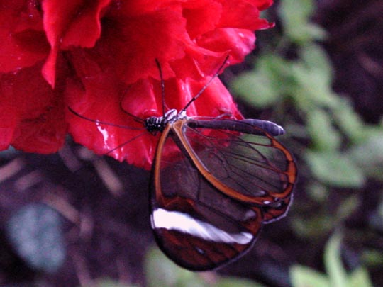 tropische Schmetterlinge