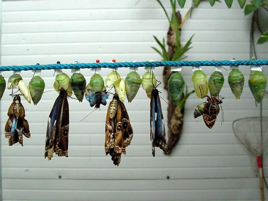 tropische Schmetterlinge