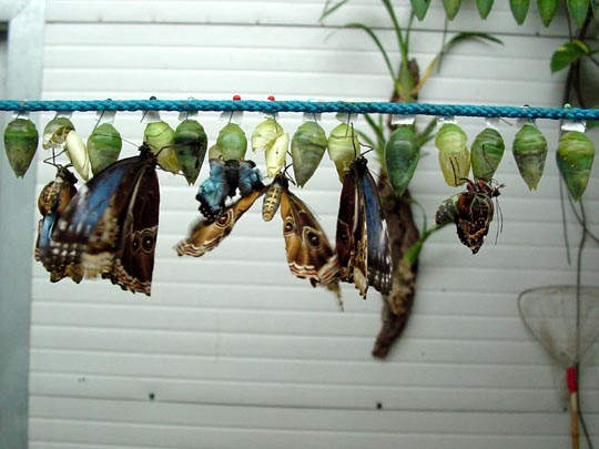 tropische Schmetterlinge