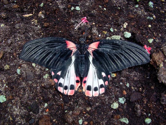 tropische Schmetterlinge