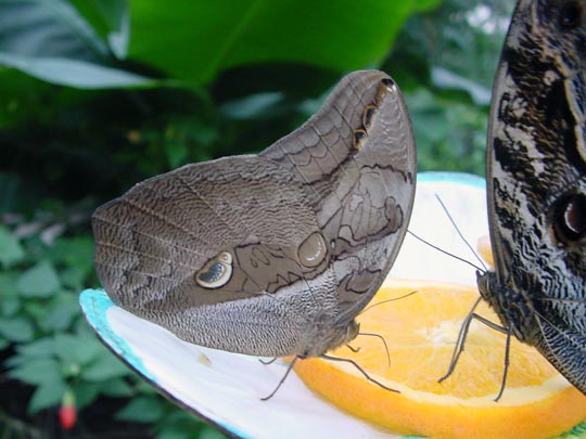 tropische Schmetterlinge