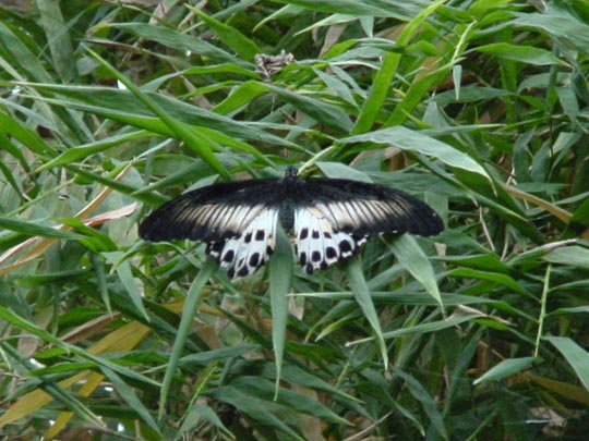 tropische Schmetterlinge