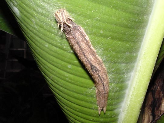 tropische Schmetterlinge