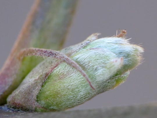 Vor-Frühling 2014
