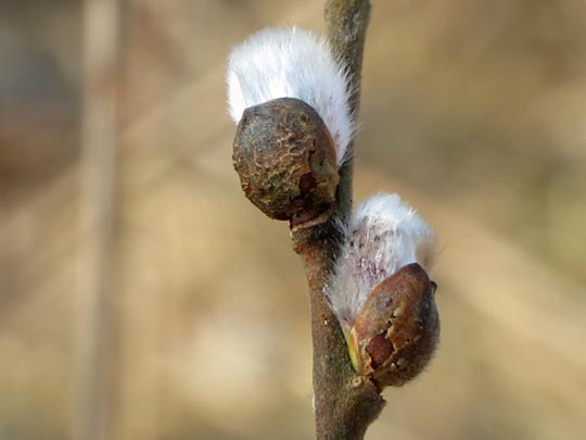 Vor-Frühling 2014