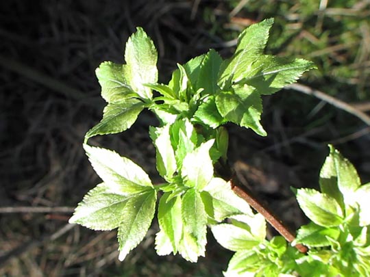 Vor-Frühling 2014