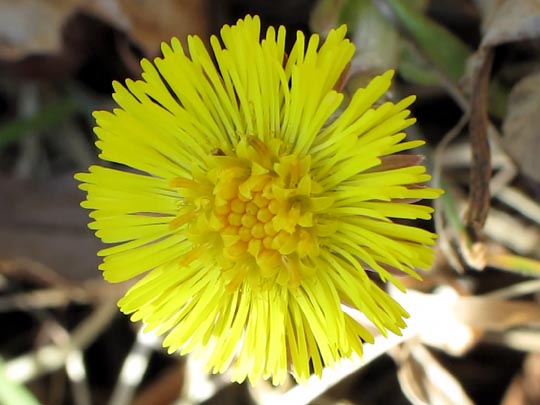Vor-Frühling 2014