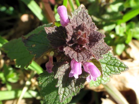 Vor-Frühling 2014