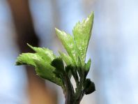 Vor-Frühling 2014