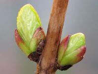 Vor-Frühling 2014