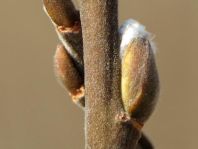 Vor-Frühling 2014