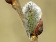Vor-Frühling 2014
