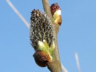 Vor-Frühling 2014
