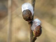 Vor-Frühling 2014