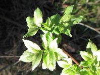 Vor-Frühling 2014