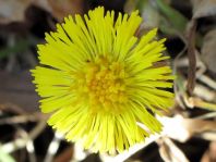 Vor-Frühling 2014