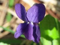 Vor-Frühling 2014