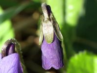 Vor-Frühling 2014