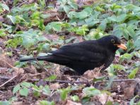 Amsel unterwegs